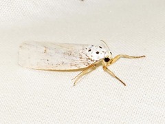 Ilemodes astriga