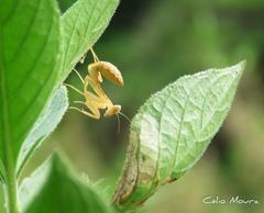 Photiomantis planicephala