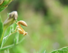 Photiomantis planicephala