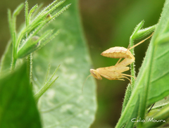 Photiomantis planicephala