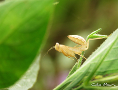 Photiomantis planicephala