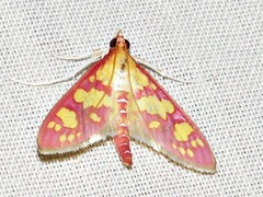 Stenochora lancinalis