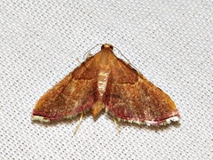 Endotricha erythralis