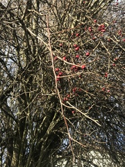 Crataegus