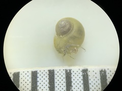 Pyrgulopsis merriami