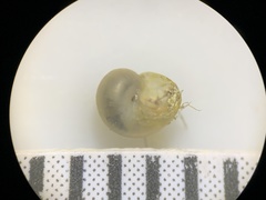 Pyrgulopsis merriami