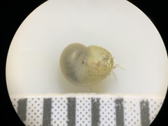 Pyrgulopsis merriami