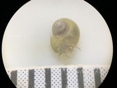 Pyrgulopsis merriami