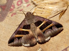 Grammodes bifasciata