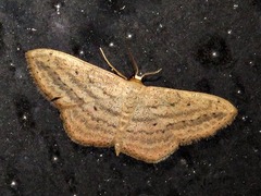Scopula deserta