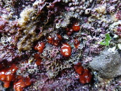 Corynactis australis