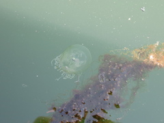 Polyorchis penicillatus
