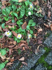 Bellis perennis