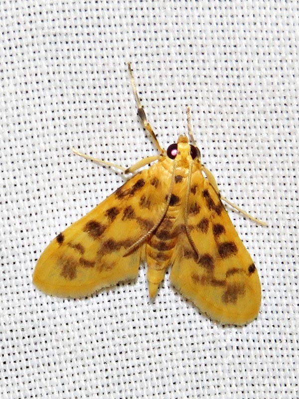Archernis flavidalis