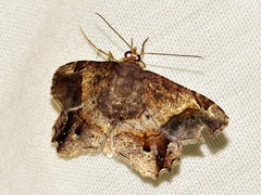 Chiasmia umbrata