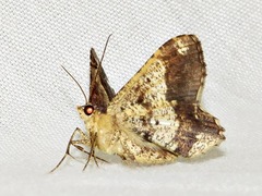 Chiasmia umbrata
