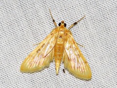 Archernis flavidalis