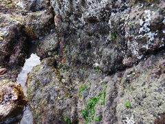 Austromegabalanus nigrescens