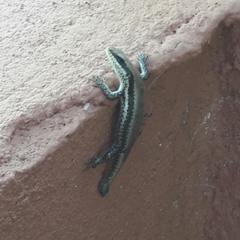 Notomabuya frenata