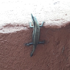 Notomabuya frenata