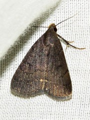 Nodaria nodosalis