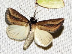Acrapex brunnea