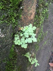 Asplenium ruta-muraria