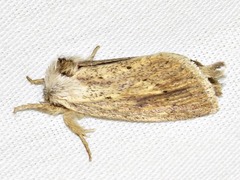 Lopiena rubritincta