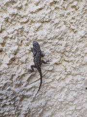 Sceloporus grammicus