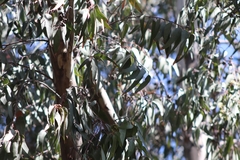 Eucalyptus camaldulensis