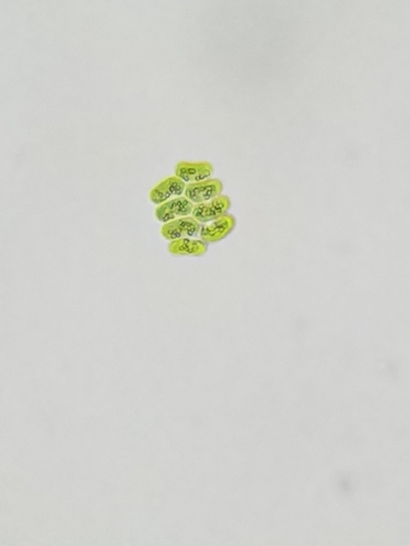 Scenedesmus ecornis