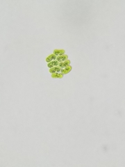 Scenedesmus ecornis