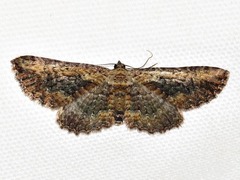 Horisme obscurata obscurata