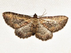 Horisme obscurata obscurata