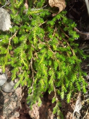 Selaginella peruviana
