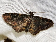 Melanthia ustiplaga