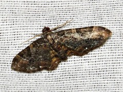 Melanthia ustiplaga