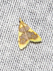 Sameodesma xanthocraspia