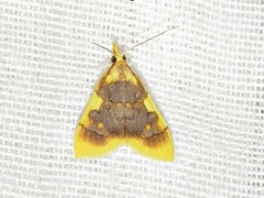 Sameodesma xanthocraspia