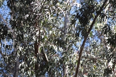 Eucalyptus camaldulensis