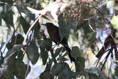Quiscalus mexicanus
