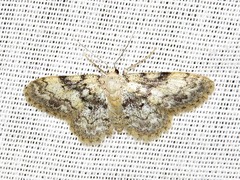 Idaea fumilinea