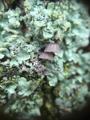 Mycena