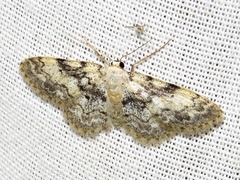 Idaea fumilinea