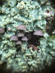 Mycena