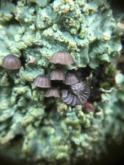 Mycena