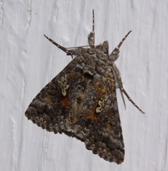 Syngrapha octoscripta