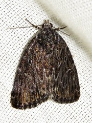 Hadjina carcaroda