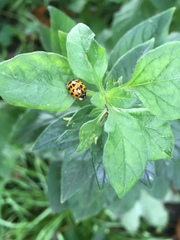 Harmonia axyridis