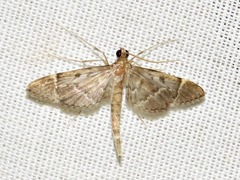 Duponchelia lanceolalis